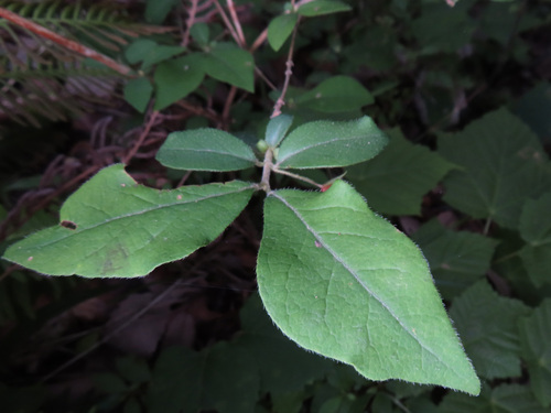 Lonicera gracilipes