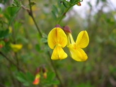 Hippocrepis emerus emerus