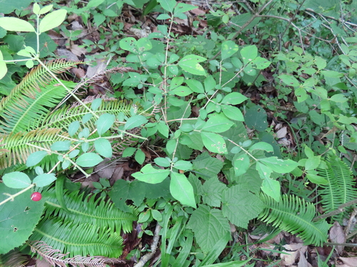 Lonicera gracilipes, photograph 2