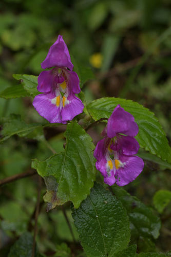 Impatiens bisaccata