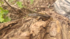 Heremites vittatus