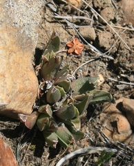 Acrodon bellidiflorus