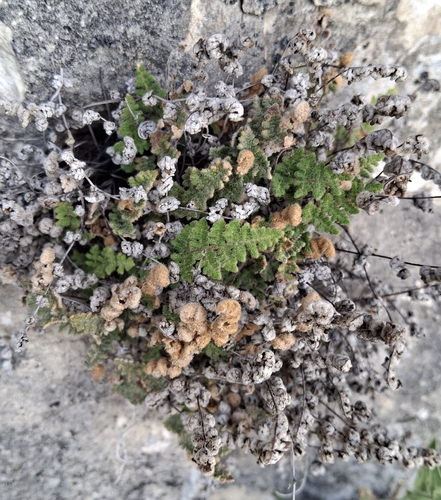 Fee's lip fern
