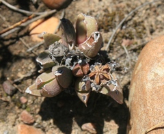 Acrodon bellidiflorus
