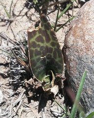 Ledebouria revoluta