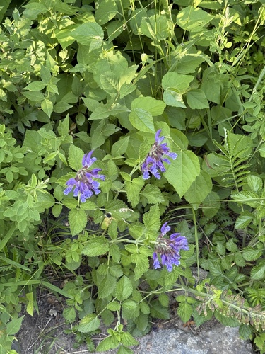 Salvia miltiorrhiza