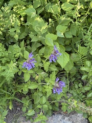 Salvia miltiorrhiza