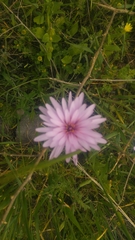 Pseudopodospermum papposum