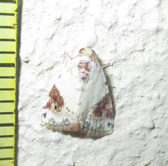 Eublemma ecthaemata