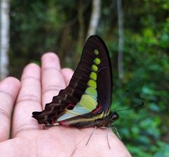 Graphium teredon