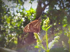 Parantica nilgiriensis