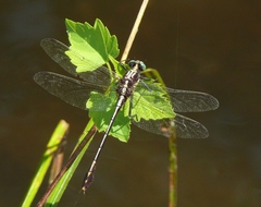 Dromogomphus spinosus