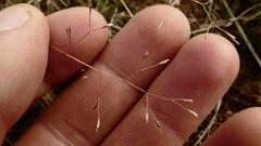 Deschampsia gracillima
