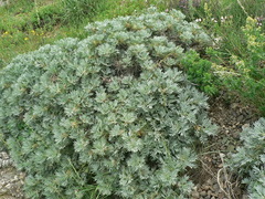 Astragalus arnacantha