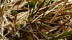 Deschampsia gracillima