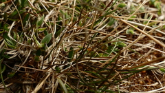 Deschampsia gracillima