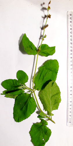 Salvia aurita, photograph 6