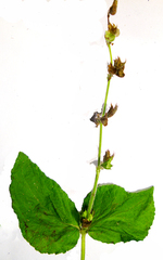 Salvia aurita