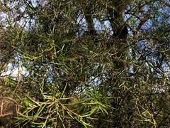 Lysicarpus angustifolius