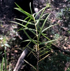 Lysicarpus angustifolius