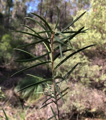 Lysicarpus angustifolius