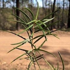 Lysicarpus angustifolius