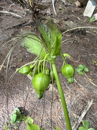 Tacca leontopetaloides observed 2026-06-11
