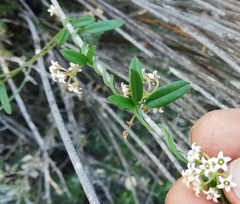 Astephanus triflorus