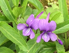 Viola philippica