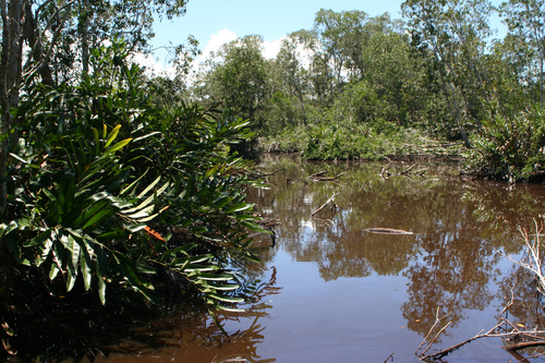 Melaleuca cajuputi