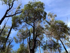 Lysicarpus angustifolius