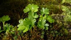 Ranunculus viridis
