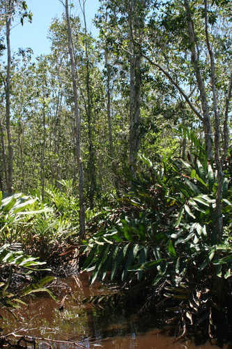 Melaleuca cajuputi