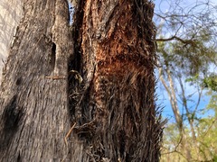Lysicarpus angustifolius