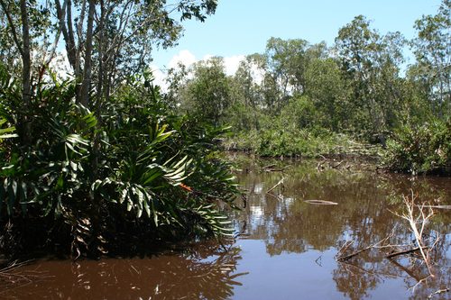 Melaleuca cajuputi