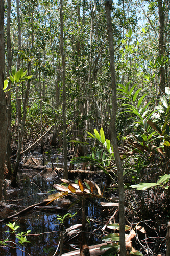 Melaleuca cajuputi