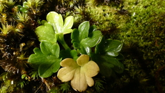 Ranunculus viridis