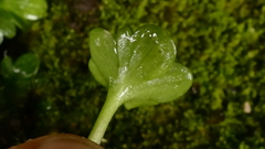 Ranunculus viridis