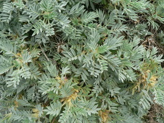 Astragalus arnacantha