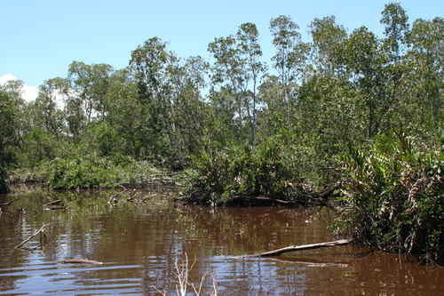 Melaleuca cajuputi
