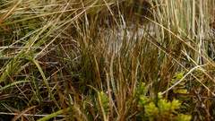 Rostkovia magellanica