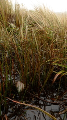 Rostkovia magellanica