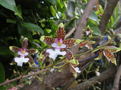 Oncidium leucochilum