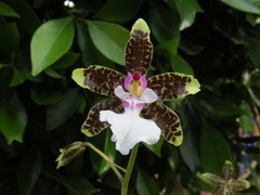 Oncidium leucochilum