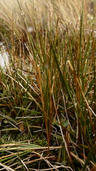 Rostkovia magellanica