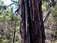 Lysicarpus angustifolius