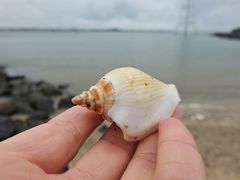 Laevistrombus canarium