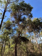 Lysicarpus angustifolius