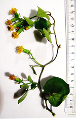 Senecio quinquelobus