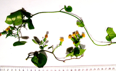 Senecio quinquelobus